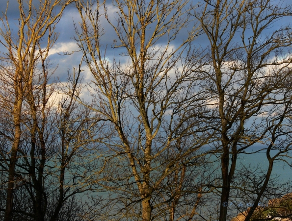 Arbres au crépuscule3